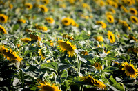 Dixon Sunflower field 7.12.14 115_1