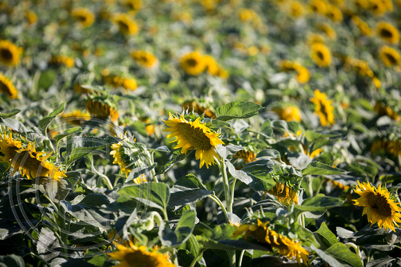 Dixon Sunflower field 7.12.14 115_1