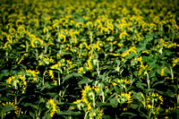 Dixon Sunflower field 7.12.14 067_1