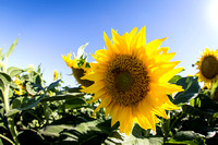 Dixon Sunflower field 7.12.14 101_1