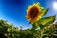 Dixon Sunflower field 7.12.14 105