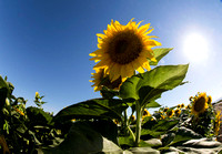 Dixon Sunflower field 7.12.14 104_1_1_1