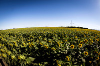 Dixon Sunflower field 7.12.14 108_1