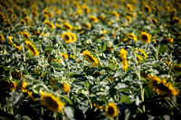 Dixon Sunflower field 7.12.14 120_1