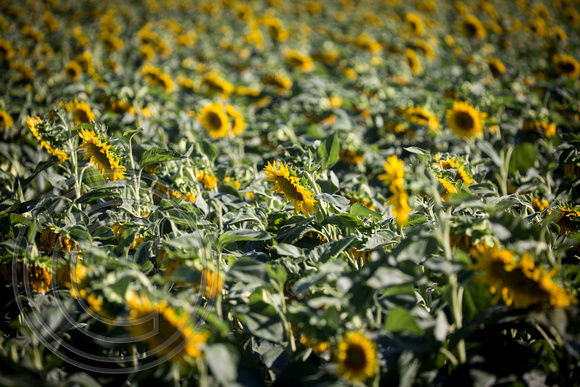 Dixon Sunflower field 7.12.14 120_1