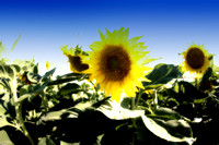 Dixon Sunflower field 7.12.14 100