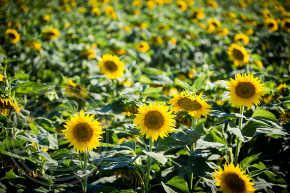 Dixon Sunflower field 7.12.14 089_1