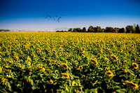 Dixon Sunflower field 7.12.14 091_1