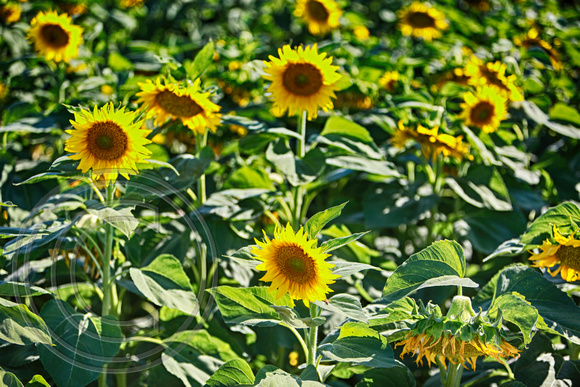 Dixon Sunflower field 7.12.14 090