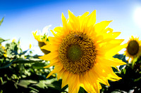 Dixon Sunflower field 7.12.14 103_1