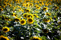 Dixon Sunflower field 7.12.14 118_1