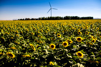 Dixon Sunflower field 7.12.14 094_1