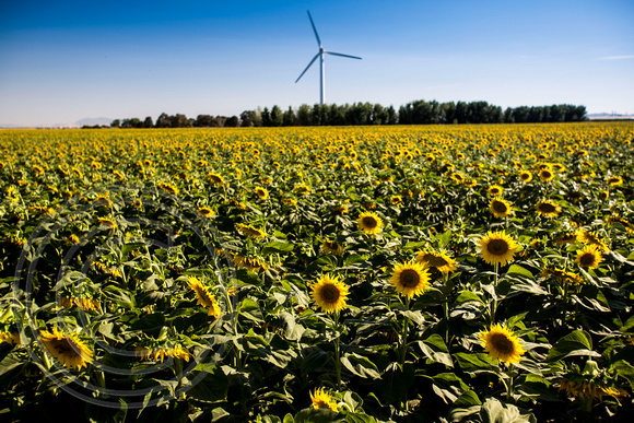 Dixon Sunflower field 7.12.14 094_1