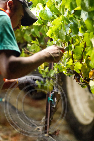 Wine harvest 9.22.12 230_1