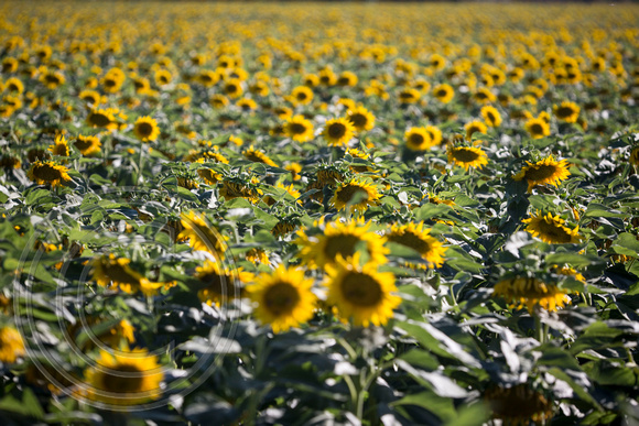 Dixon Sunflower field 7.12.14 119_1