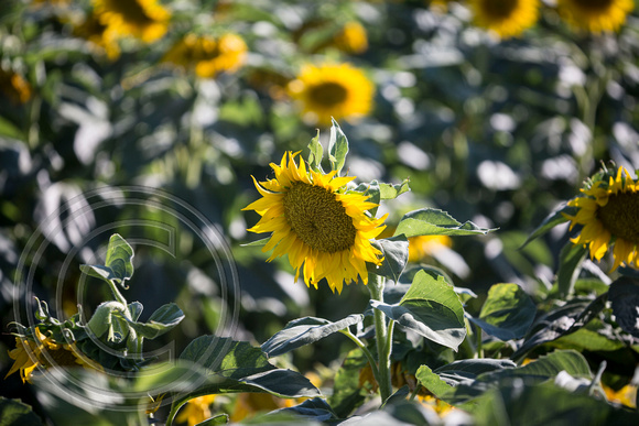 Dixon Sunflower field 7.12.14 117_1