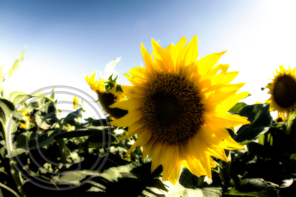 Dixon Sunflower field 7.12