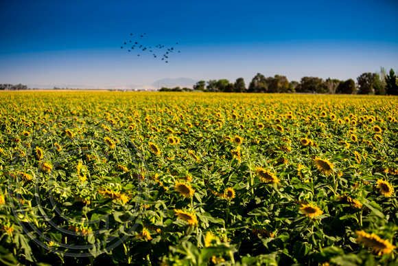Dixon Sunflower field 7.12.14 091_1