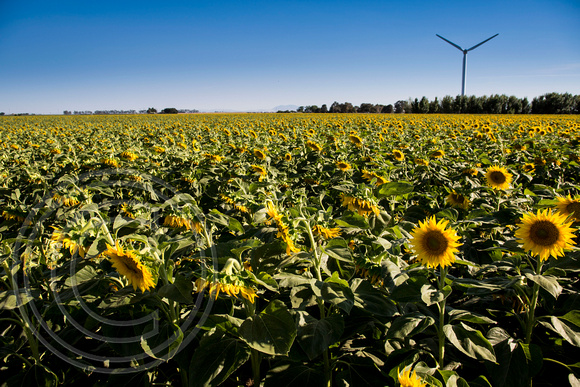 Dixon Sunflower field 7.12.14 144_1