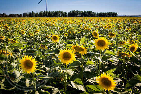 Dixon Sunflower field 7.12.14 148
