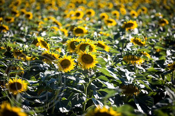 Dixon Sunflower field 7.12.14 118_1